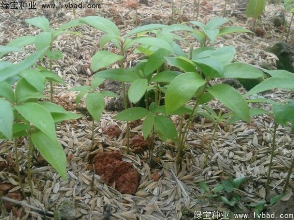 楠木<a href='http://m.wuzhouwash.com/' target='_blank'>種子</a>