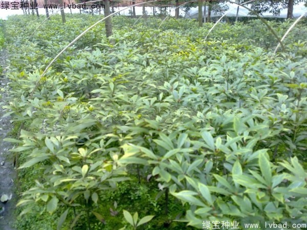 楠木<a href='http://m.wuzhouwash.com/' target='_blank'>種子</a>