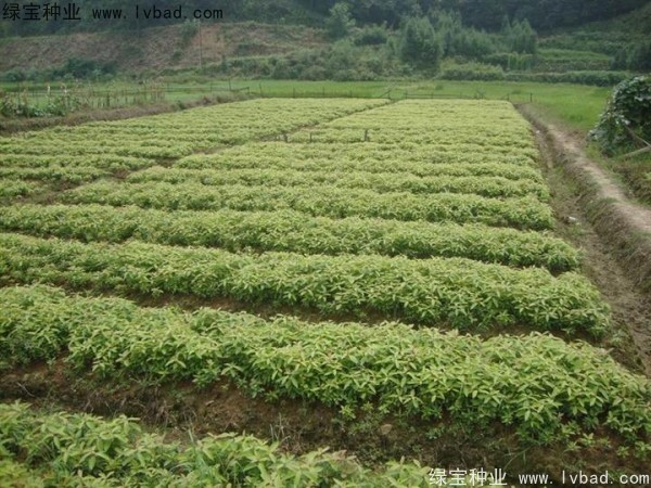 <a href='http://m.wuzhouwash.com/linmuzhongzi/2266.html' target='_blank'>楠木</a><a href='http://m.wuzhouwash.com/' target='_blank'>種子</a>
