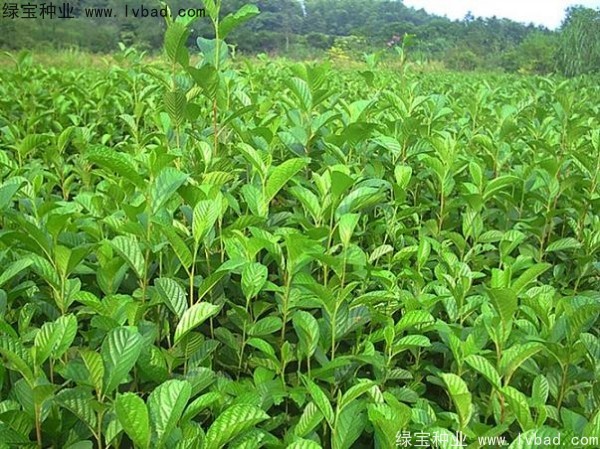 榿木種子
