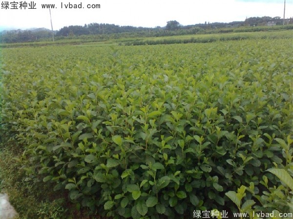 榿木<a href='http://m.wuzhouwash.com/' target='_blank'>種子</a>