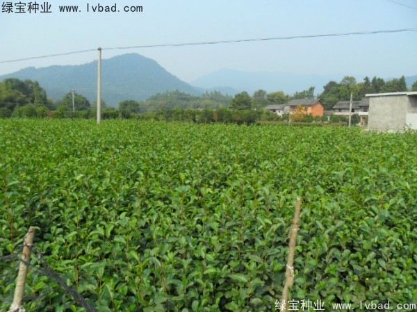 榿木<a href='http://m.wuzhouwash.com/' target='_blank'>種子</a>