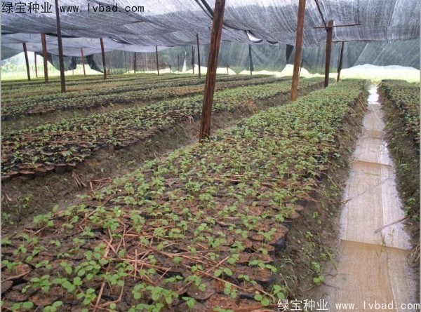 秋楓<a href='http://m.wuzhouwash.com/' target='_blank'>種子</a>