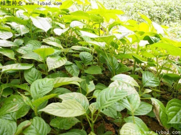 <a href='http://m.wuzhouwash.com/linmuzhongzi/2270.html' target='_blank'>秋楓種子</a>
