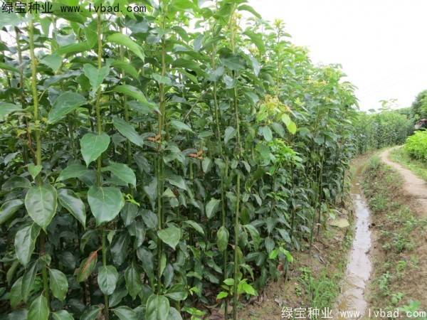 <a href='http://m.wuzhouwash.com/linmuzhongzi/2270.html' target='_blank'>秋楓</a><a href='http://m.wuzhouwash.com/' target='_blank'>種子</a>
