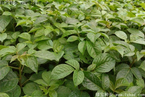 <a href='http://m.wuzhouwash.com/linmuzhongzi/2270.html' target='_blank'>秋楓種子</a>