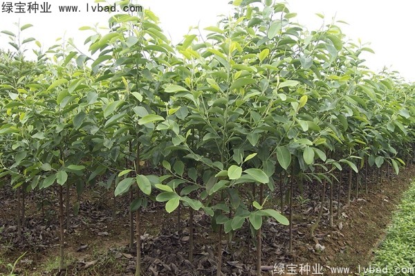 日本<a href='http://m.wuzhouwash.com/linmuzhongzi/1703.html' target='_blank'>厚樸種子</a>