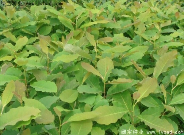 <a href='http://m.wuzhouwash.com/linmuzhongzi/2271.html' target='_blank'>日本厚樸種子</a>