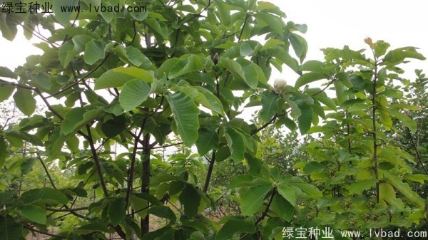 <a href='http://m.wuzhouwash.com/linmuzhongzi/2271.html' target='_blank'>日本厚樸</a><a href='http://m.wuzhouwash.com/' target='_blank'>種子</a>