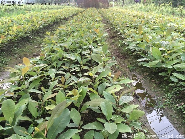 日本<a href='http://m.wuzhouwash.com/linmuzhongzi/1703.html' target='_blank'>厚樸種子</a>