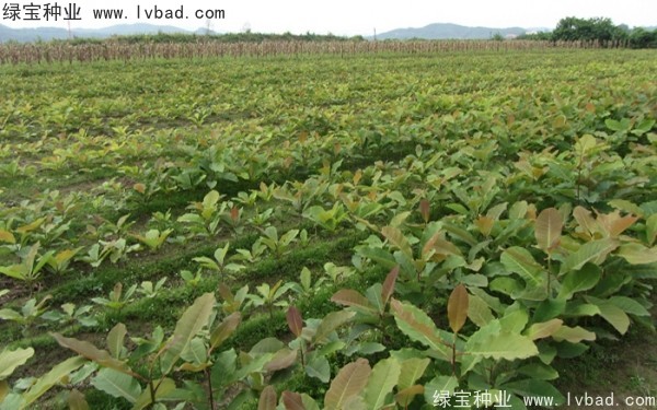 <a href='http://m.wuzhouwash.com/linmuzhongzi/2271.html' target='_blank'>日本厚樸種子</a>