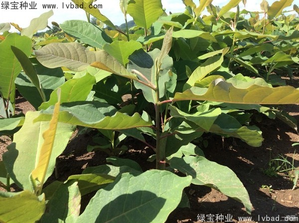 日本<a href='http://m.wuzhouwash.com/linmuzhongzi/1703.html' target='_blank'>厚樸種子</a>