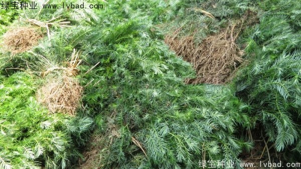 <a href='http://m.wuzhouwash.com/linmuzhongzi/2272.html' target='_blank'>三尖杉</a><a href='http://m.wuzhouwash.com/' target='_blank'>種子</a>
