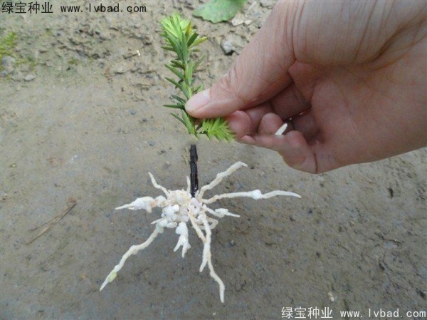 <a href='http://m.wuzhouwash.com/linmuzhongzi/2272.html' target='_blank'>三尖杉種子</a>