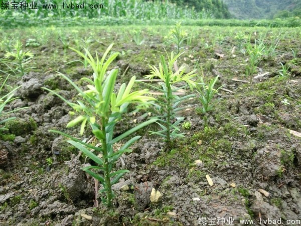 <a href='http://m.wuzhouwash.com/linmuzhongzi/2272.html' target='_blank'>三尖杉</a><a href='http://m.wuzhouwash.com/' target='_blank'>種子</a>