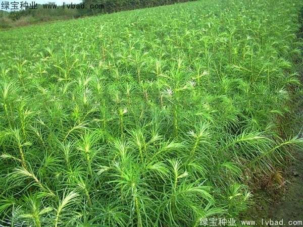 <a href='http://m.wuzhouwash.com/linmuzhongzi/2274.html' target='_blank'>杉木種子</a>