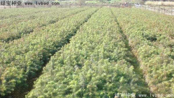 <a href='http://m.wuzhouwash.com/linmuzhongzi/2274.html' target='_blank'>杉木</a><a href='http://m.wuzhouwash.com/' target='_blank'>種子</a>