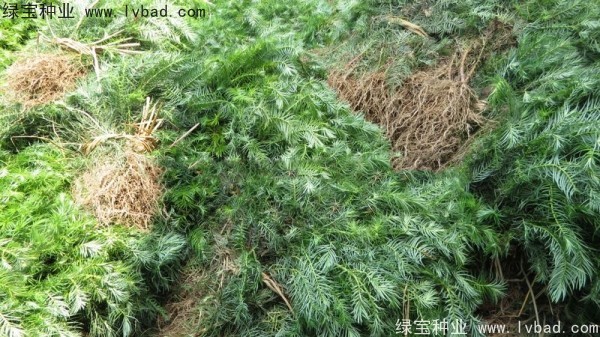 <a href='http://m.wuzhouwash.com/linmuzhongzi/2274.html' target='_blank'>杉木種子</a>