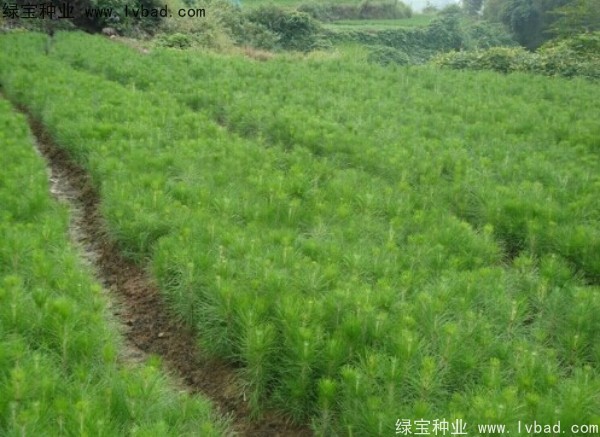 杉木<a href='http://m.wuzhouwash.com/' target='_blank'>種子</a>