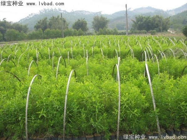 <a href='http://m.wuzhouwash.com/linmuzhongzi/2275.html' target='_blank'>檀香種子</a>