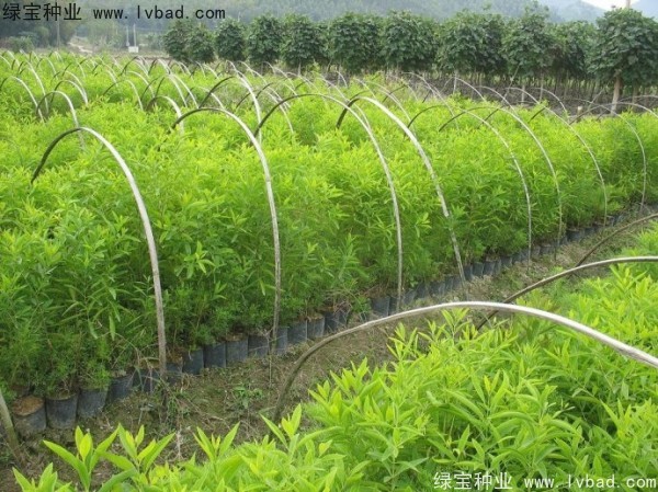 檀香種子