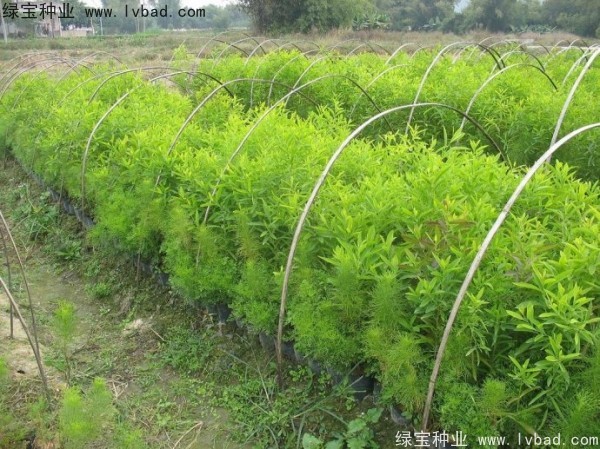 檀香<a href='http://m.wuzhouwash.com/' target='_blank'>種子</a>