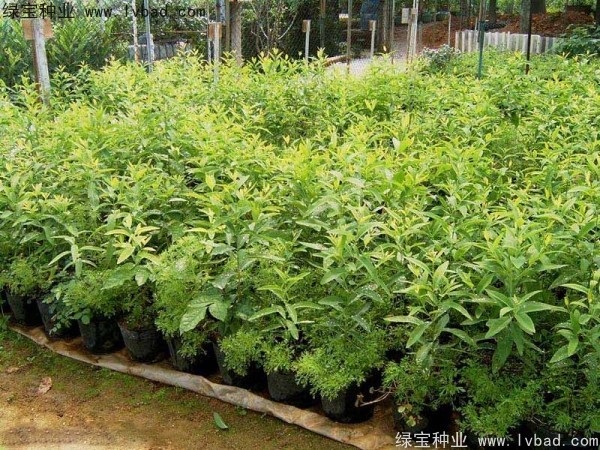 檀香<a href='http://m.wuzhouwash.com/' target='_blank'>種子</a>