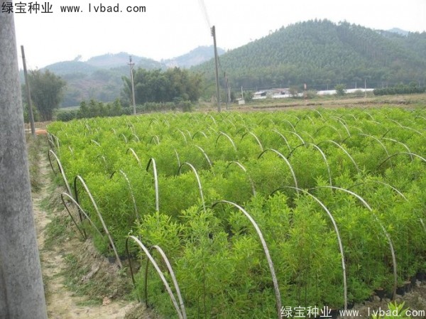 <a href='http://m.wuzhouwash.com/linmuzhongzi/2275.html' target='_blank'>檀香種子</a>