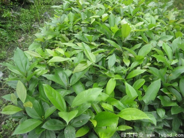 天竺桂<a href='http://m.wuzhouwash.com/' target='_blank'>種子</a>