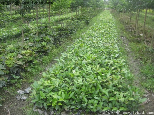 <a href='http://m.wuzhouwash.com/linmuzhongzi/2276.html' target='_blank'>天竺桂</a><a href='http://m.wuzhouwash.com/' target='_blank'>種子</a>