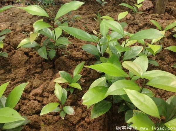 <a href='http://m.wuzhouwash.com/linmuzhongzi/2276.html' target='_blank'>天竺桂種子</a>