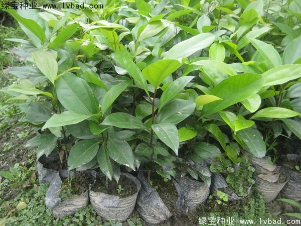 天竺桂<a href='http://m.wuzhouwash.com/' target='_blank'>種子</a>