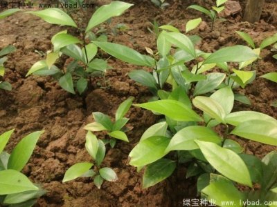 天竺桂種子