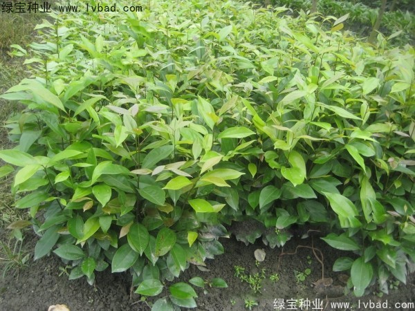 <a href='http://m.wuzhouwash.com/linmuzhongzi/2276.html' target='_blank'>天竺桂種子</a>