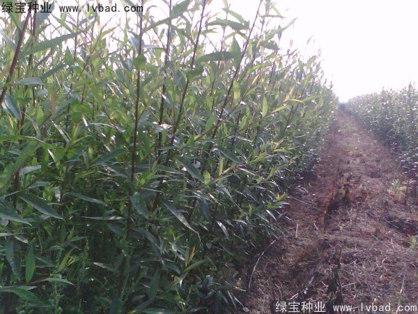 <a href='http://m.wuzhouwash.com/linmuzhongzi/2277.html' target='_blank'>銅錢樹種子</a>