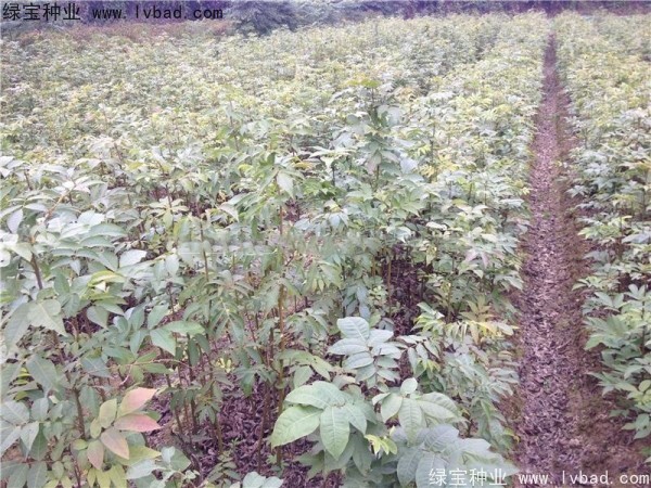 <a href='http://m.wuzhouwash.com/linmuzhongzi/2277.html' target='_blank'>銅錢樹種子</a>