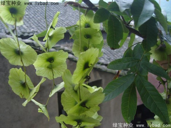 銅錢樹<a href='http://m.wuzhouwash.com/' target='_blank'>種子</a>