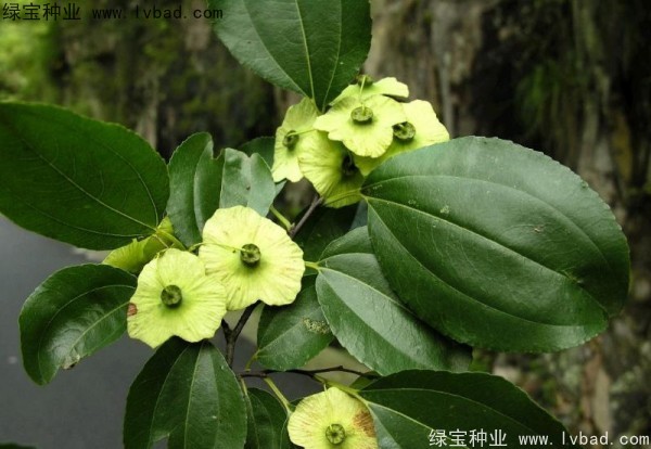 <a href='http://m.wuzhouwash.com/linmuzhongzi/2277.html' target='_blank'>銅錢樹種子</a>