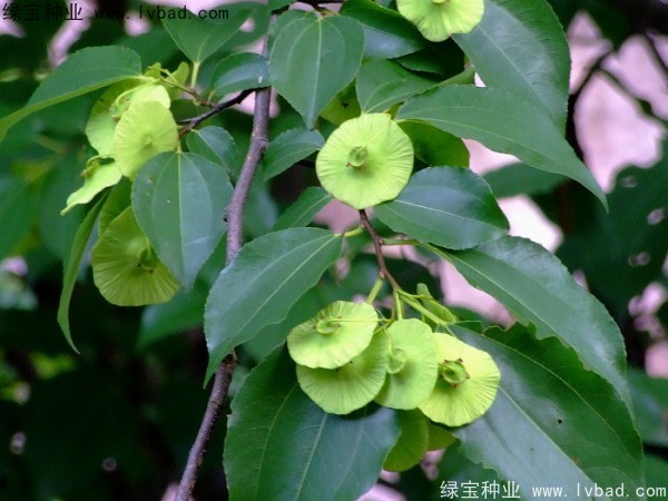 銅錢樹<a href='http://m.wuzhouwash.com/' target='_blank'>種子</a>