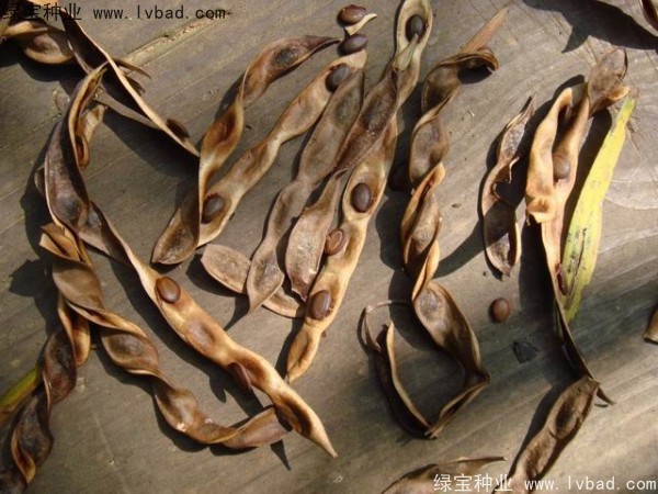<a href='http://m.wuzhouwash.com/linmuzhongzi/2278.html' target='_blank'>相思樹種子</a>