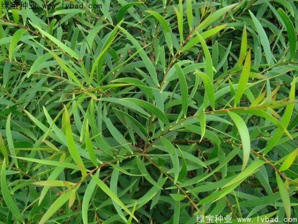 相思樹<a href='http://m.wuzhouwash.com/' target='_blank'>種子</a>