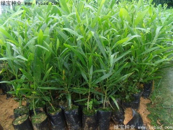 <a href='http://m.wuzhouwash.com/linmuzhongzi/2278.html' target='_blank'>相思樹種子</a>