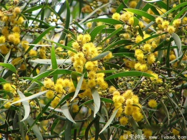 相思樹<a href='http://m.wuzhouwash.com/' target='_blank'>種子</a>