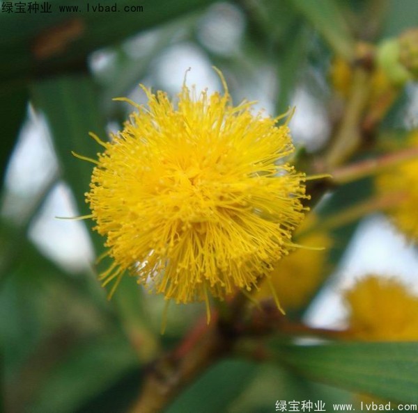 <a href='http://m.wuzhouwash.com/linmuzhongzi/2278.html' target='_blank'>相思樹</a><a href='http://m.wuzhouwash.com/' target='_blank'>種子</a>
