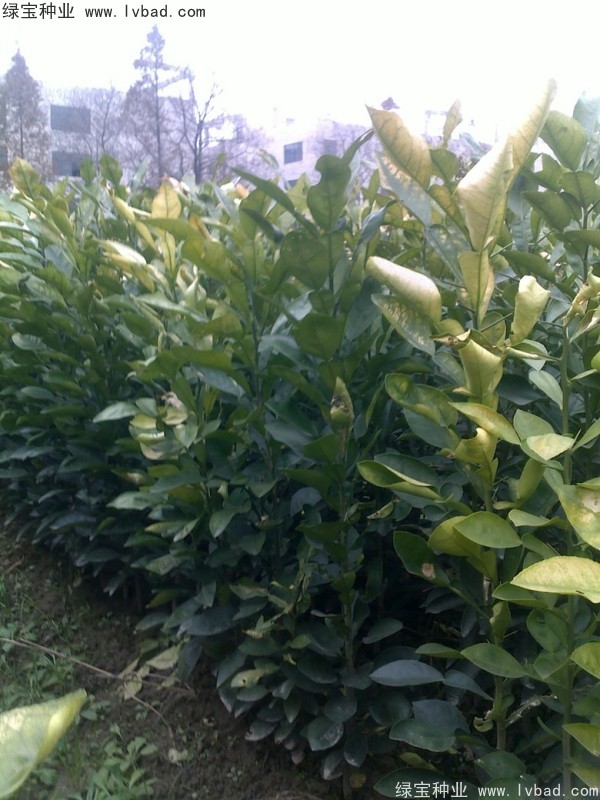 <a href='http://m.wuzhouwash.com/linmuzhongzi/2279.html' target='_blank'>香泡種子</a>