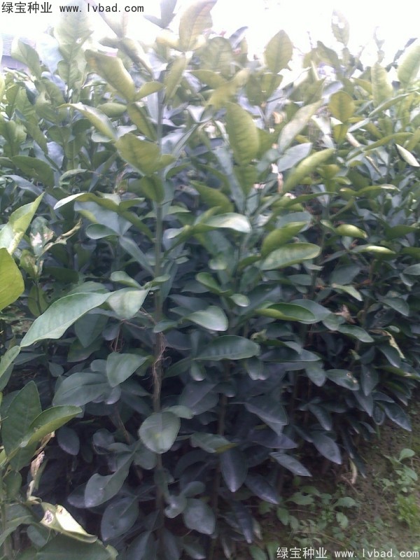 香泡<a href='http://m.wuzhouwash.com/' target='_blank'>種子</a>