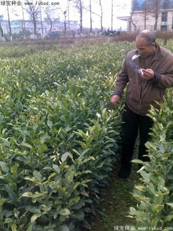 <a href='http://m.wuzhouwash.com/linmuzhongzi/2279.html' target='_blank'>香泡種子</a>