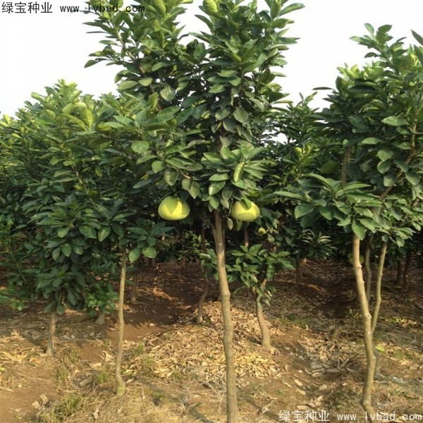 香泡<a href='http://m.wuzhouwash.com/' target='_blank'>種子</a>
