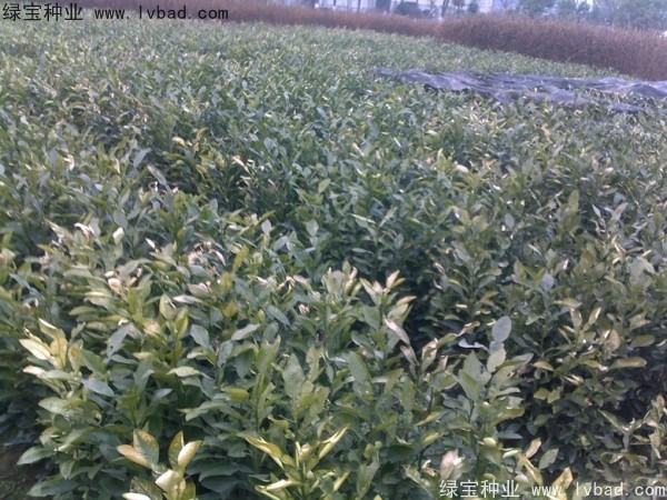 <a href='http://m.wuzhouwash.com/linmuzhongzi/2279.html' target='_blank'>香泡種子</a>