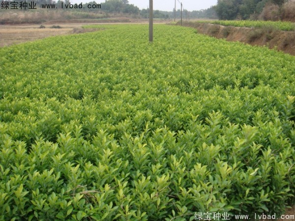 香泡種子